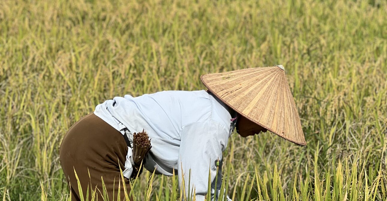 🌾 Golden September: Rice Harvesting in Mai Châu Valley