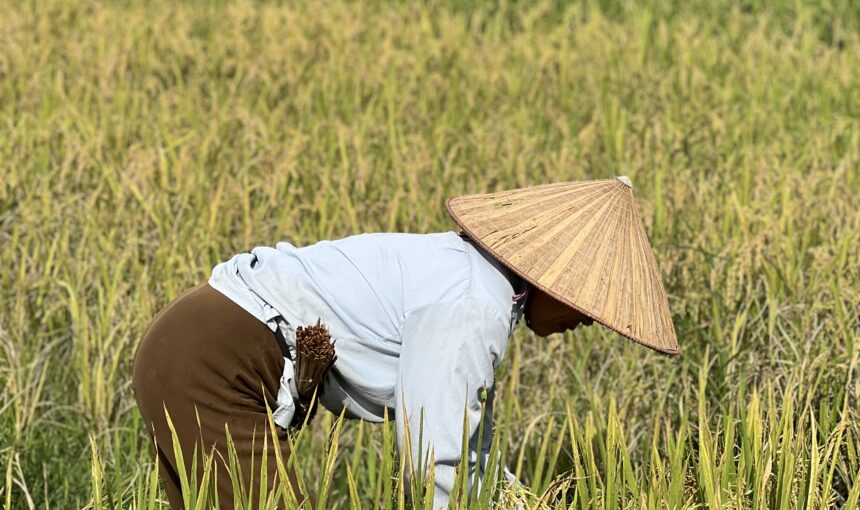 🌾 Golden September: Rice Harvesting in Mai Châu Valley