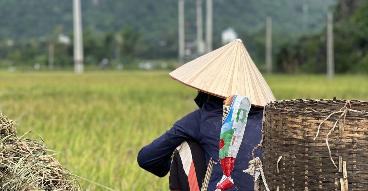 The Golden Charm of Mai Châu Valley